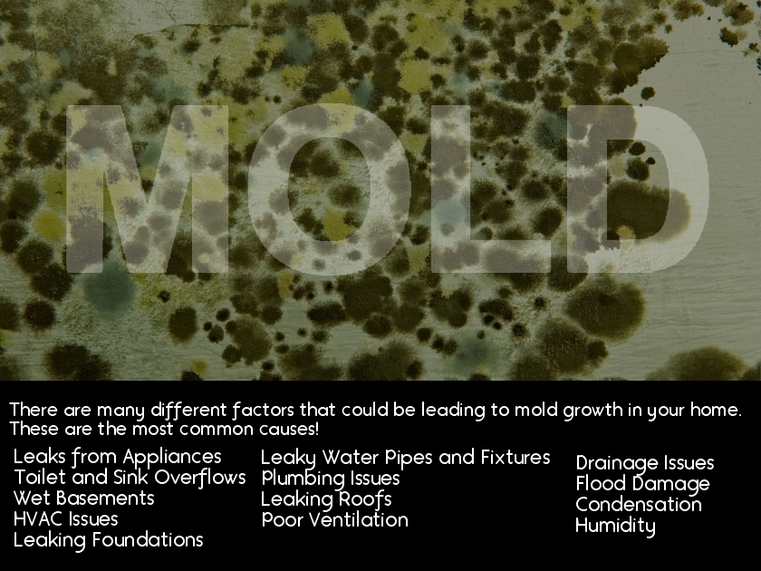 Understanding Mold Types and Common Growth Areas: A Guide to Viable and Nonviable Mold