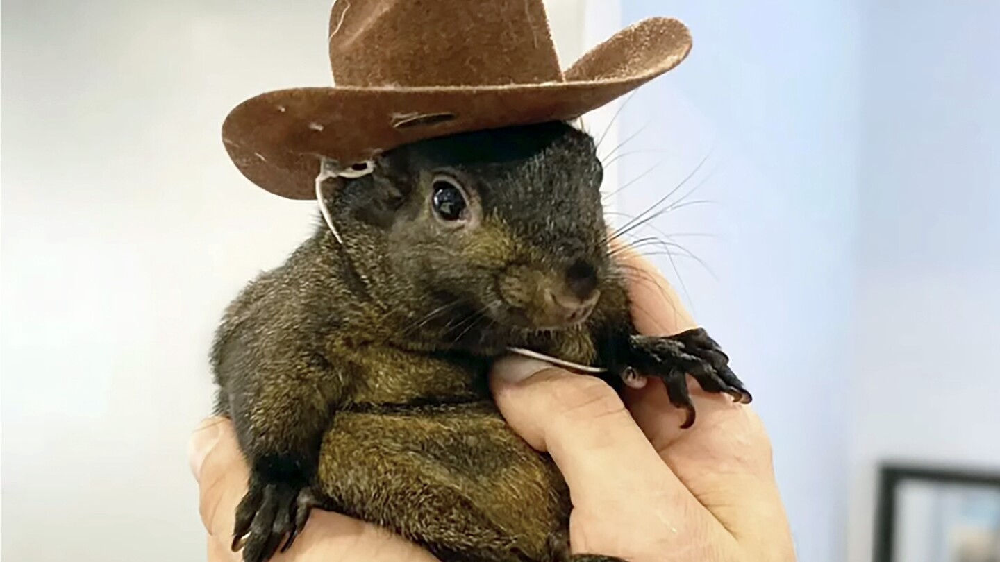 Orphaned squirrel who became social media star was euthanized after being seized from home