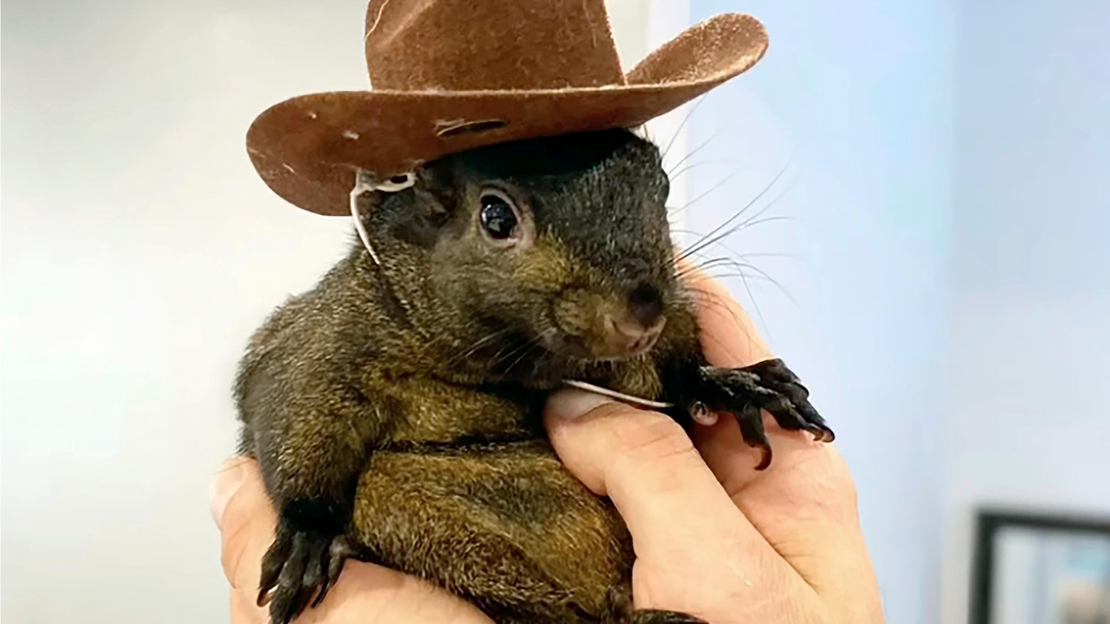 The man who took in orphaned Peanut the squirrel says it’s ‘surreal’ officials euthanized his pet