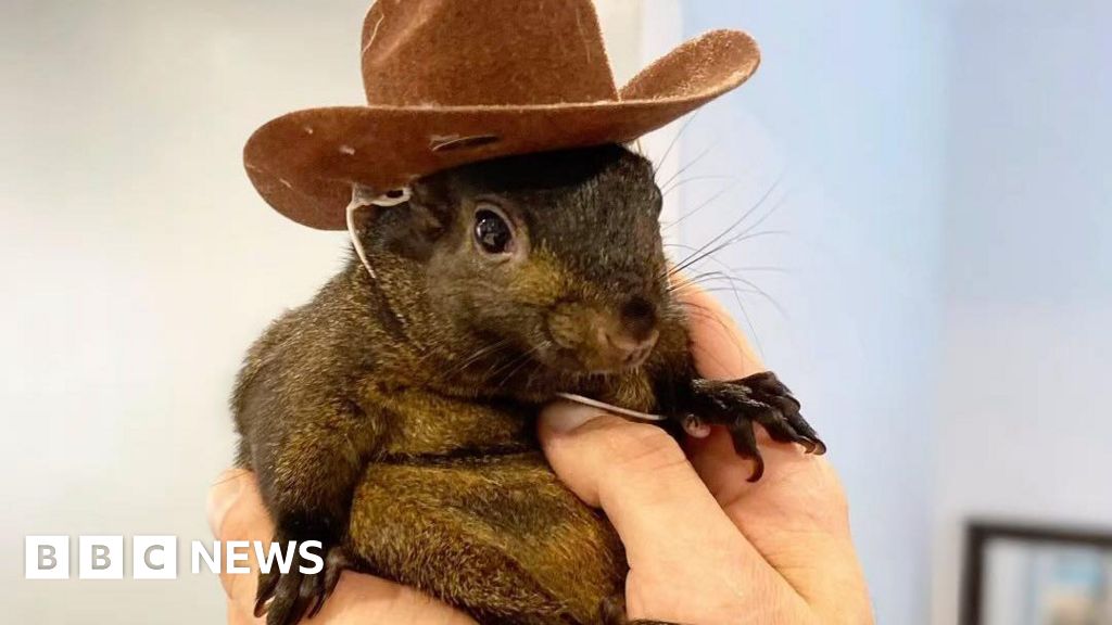 US authorities seize and euthanise Instagram-famous squirrel