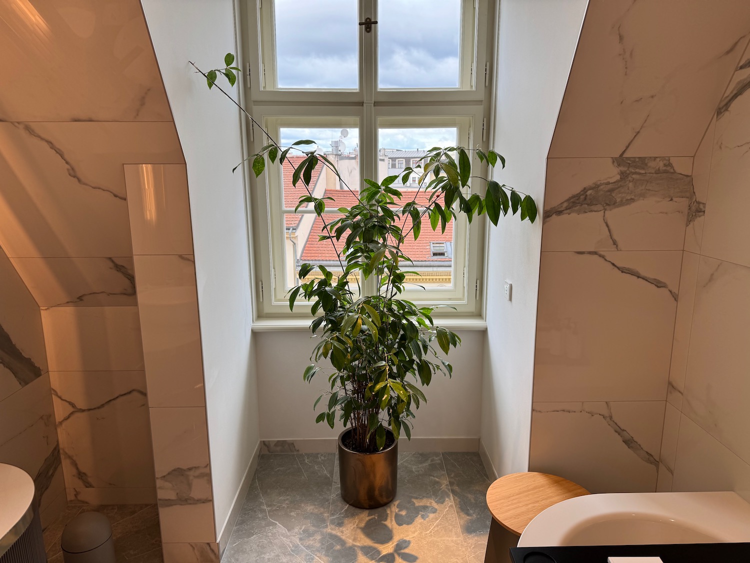 a potted plant in a bathroom