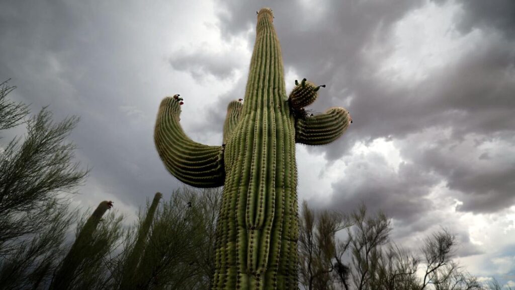 We're in one of Tucson's driest monsoon seasons on record