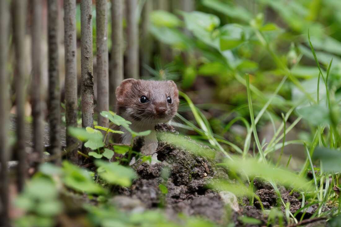 A stoat (Mustela erminea) hunting in forest at night.
