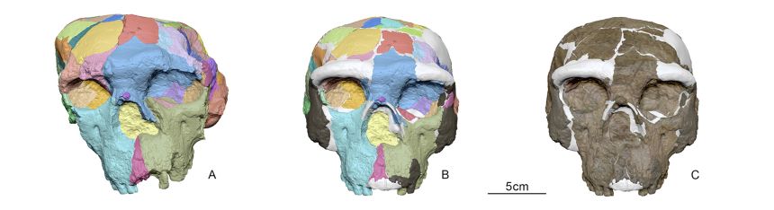 The skull was reconstructed using advanced CT scanning, light imaging and virtual techniques.