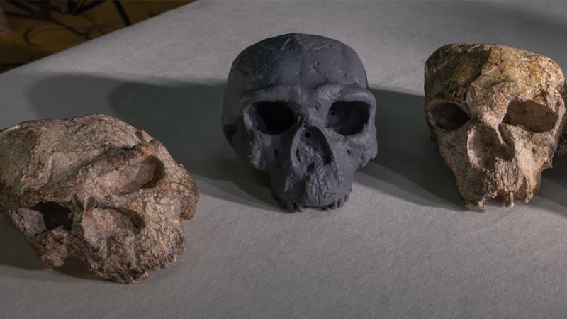 Skull analysis illuminates the origins of ‘Dragon Man’ and the Denisovans