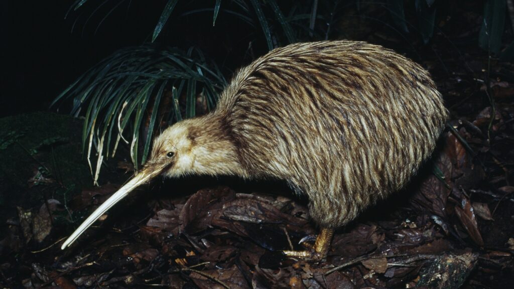 New Zealand’s plan to save birds? Kill millions of invasive animals : NPR