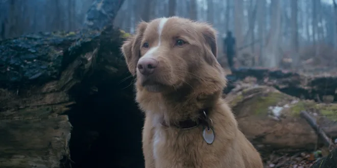 Indy the dog stars as the canine best friend of a man whose new place is haunted by a dark spirit in