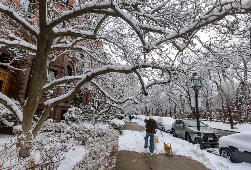 Snow hugs tree limbs above shoveled and unshoveled Commonwealth Avenue sidewalks in February 2024.