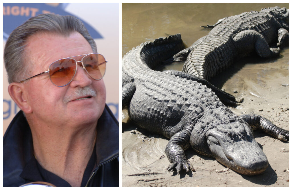 Is Eating Alligator The Key To The Bears' Success? Ditka Thought So