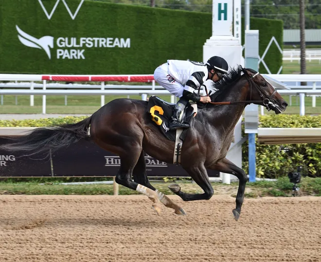 Chief Wallabee and jockey Junior Alvarado win a maiden special weight on Jan. 10 at Gulfstream Park.