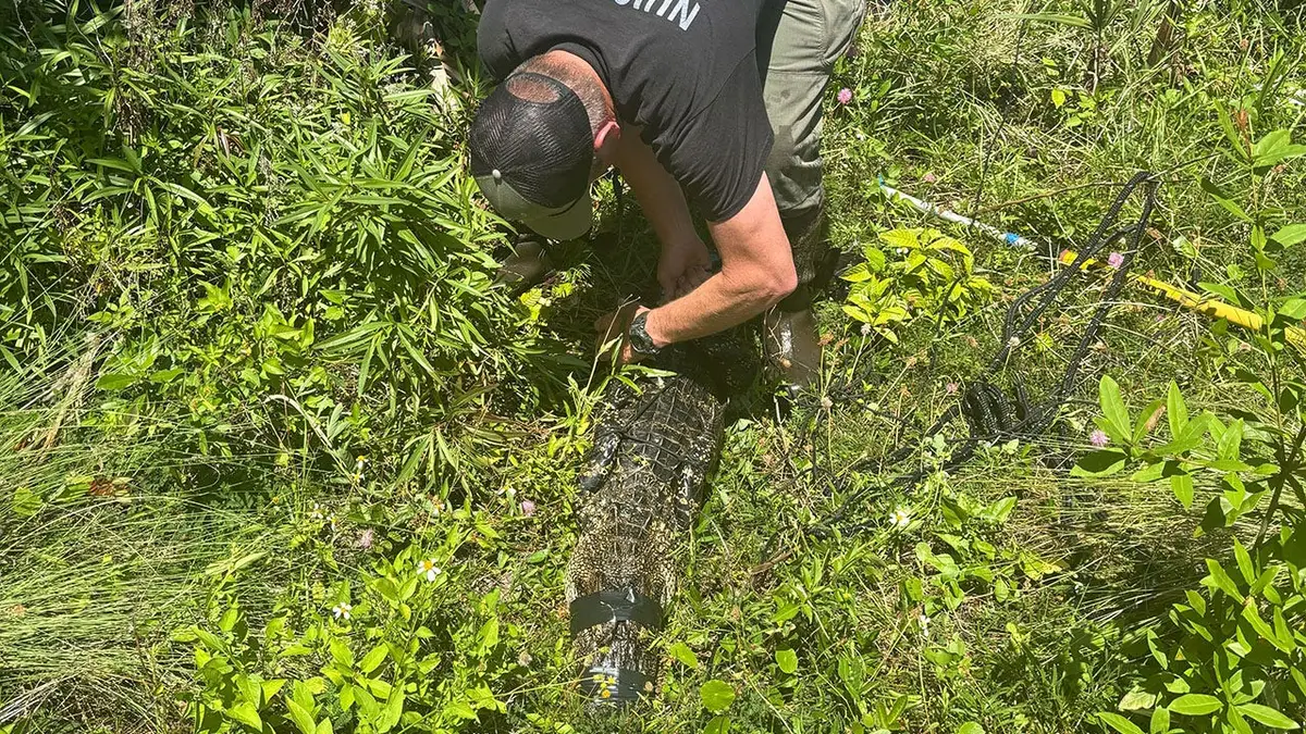 florida gator picture