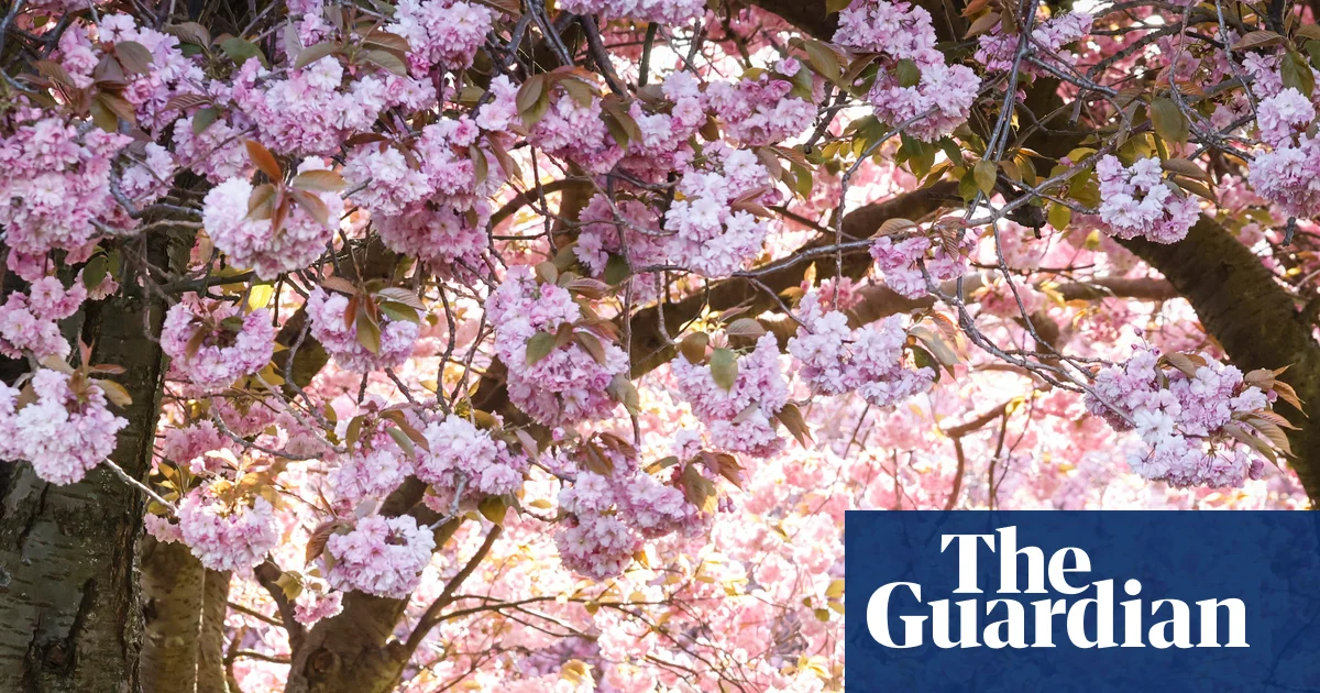 Pollen season in UK and mainland Europe extended by climate breakdown | Climate crisis