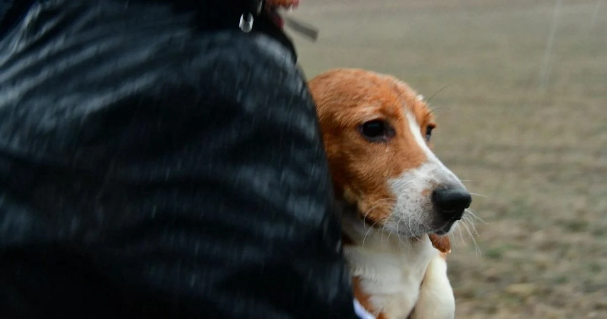 Ridglan Farms to transfer nearly 1,000 beagles to rescue group | Top Stories