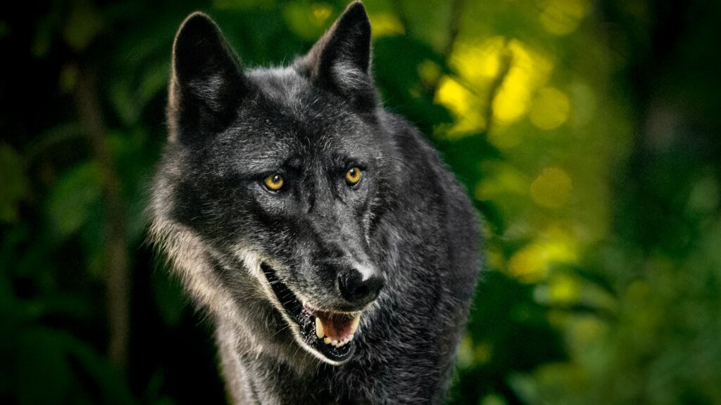 Gray wolf returns to Sequoia for first time in a century