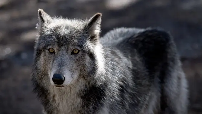 A wolf stands inside it's enclosure at the Colorado Wolf and Wildlife Center (CWWC) in Divide, Colorado on March 28, 2023.