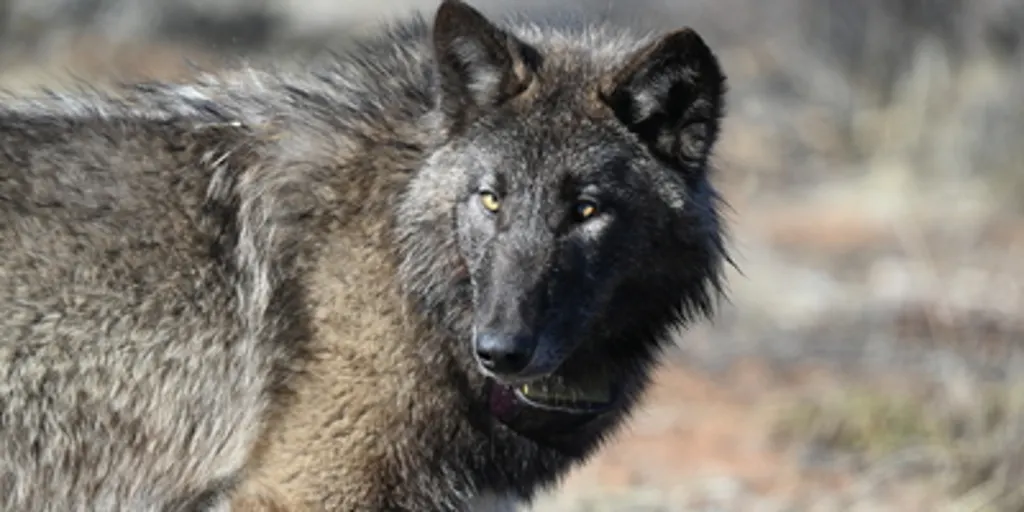 Gray wolf tracked in Sequoia National Park for first time in 100 years