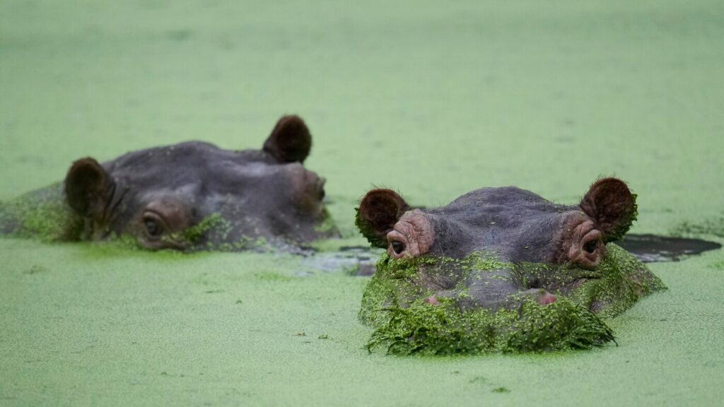 From Doradal to Gujarat: Cocaine hippos get a billionaire-sponsored lifeline : NPR