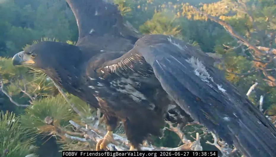 Big Bear eaglet ‘Sandy’ takes her first flight after steep, accidental plunge from tree – San Bernardino Sun
