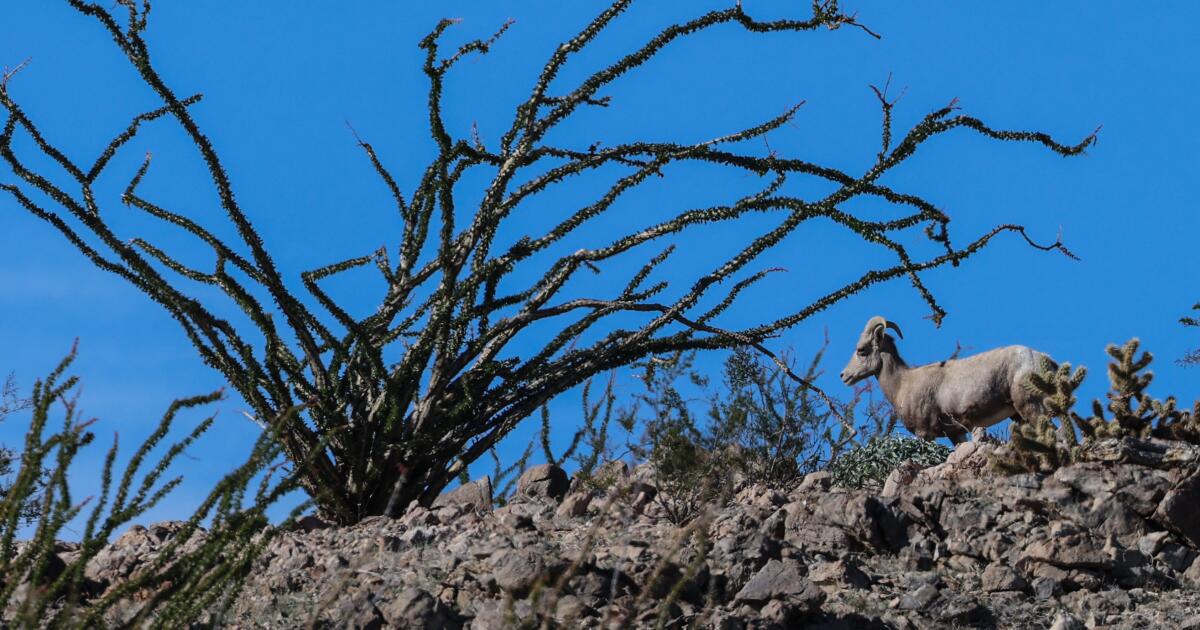Dead endangered sheep found in razor wire installed at U.S.-Mexico border