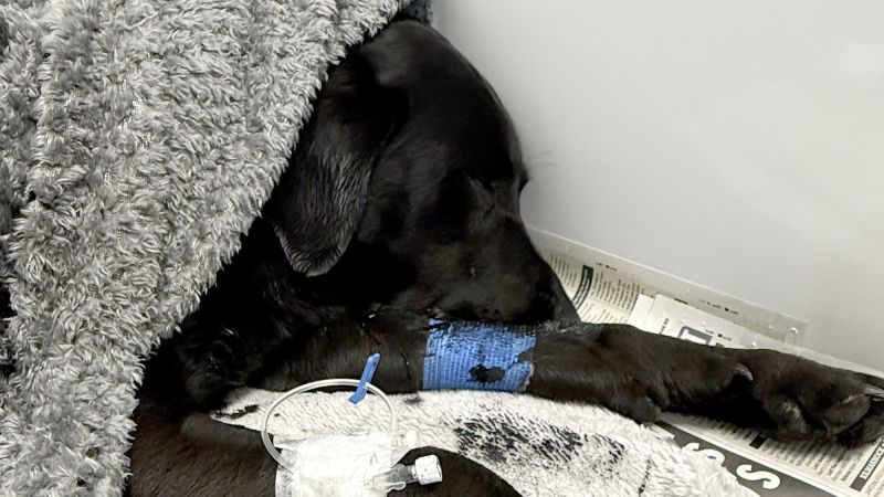 Labrador rescued from UK’s highest mountain after suspected cannabis consumption