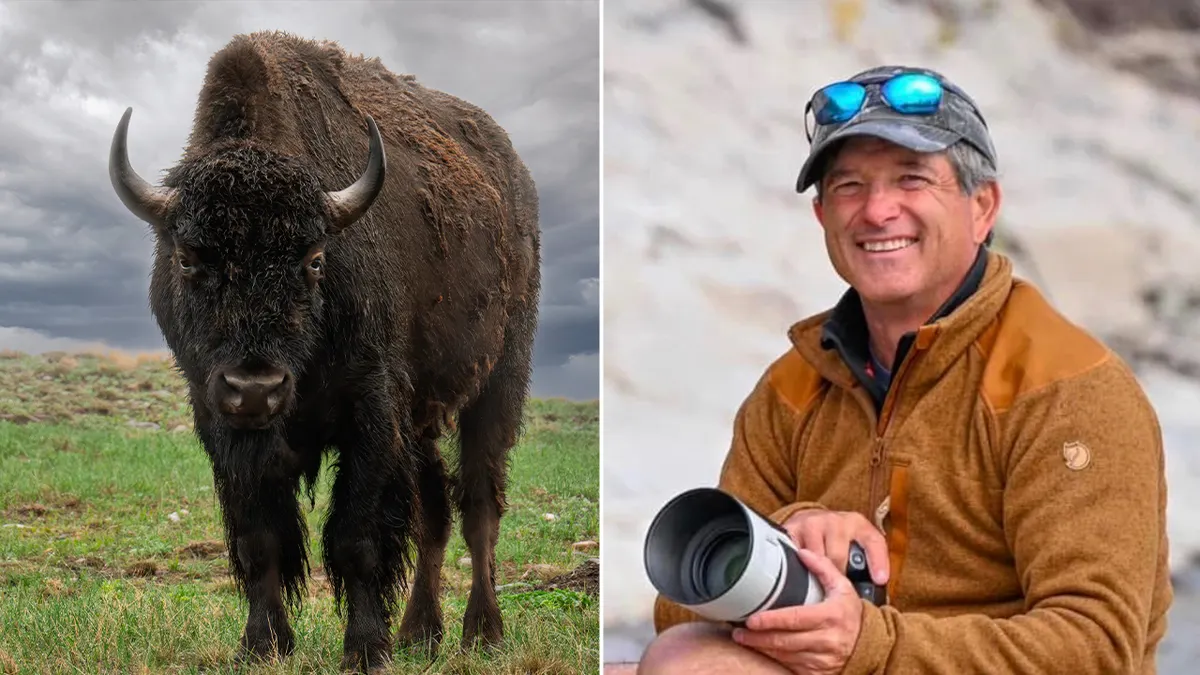 Bison with a split image of photographer Mike Macleod.