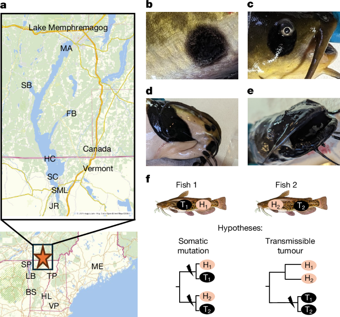 Brown bullhead catfish melanoma represents a novel transmissible cancer