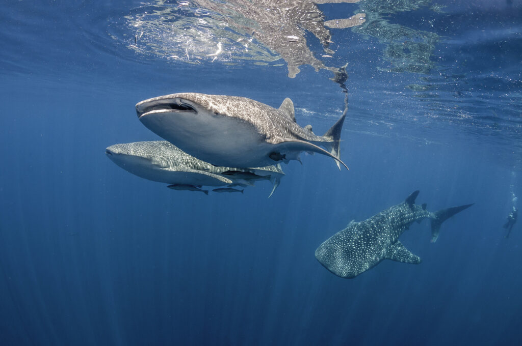 Notizie da record: lo squalo balena è il pesce più grande del mondo!