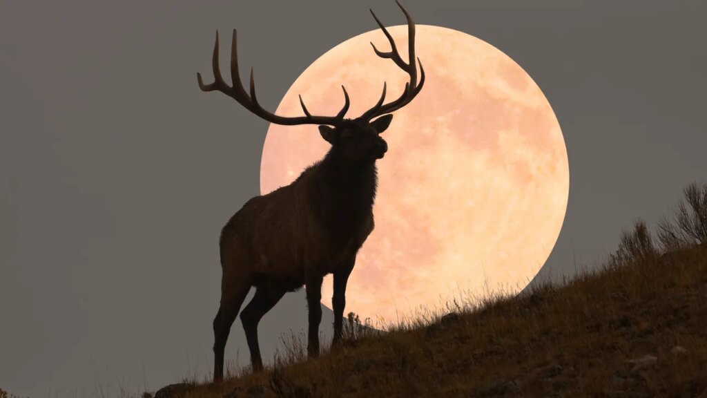 The Full ‘Buck Moon’ Is Approaching—Here’s What It Means for Every Star Sign