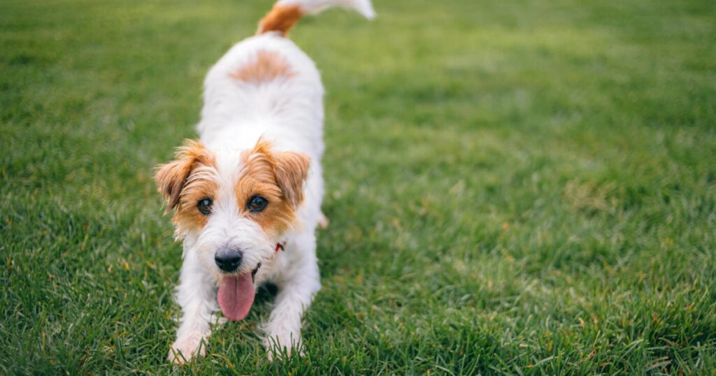 WNBA basketball star Kayla McBride joins Humane World for Animals as an ambassador for More Than a Pet campaign