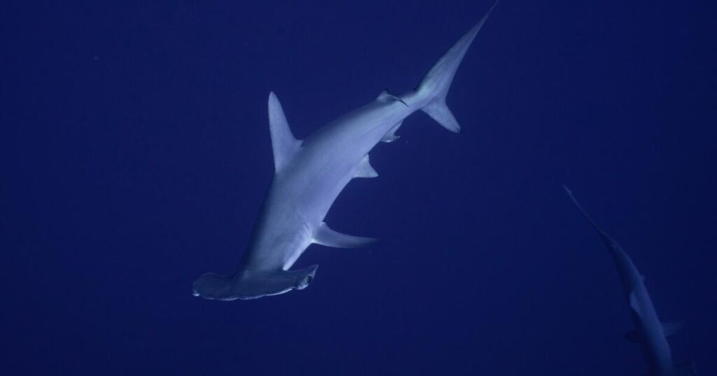 Hammer time: Rare hammerhead shark gives Malibu pier fishermen a shock