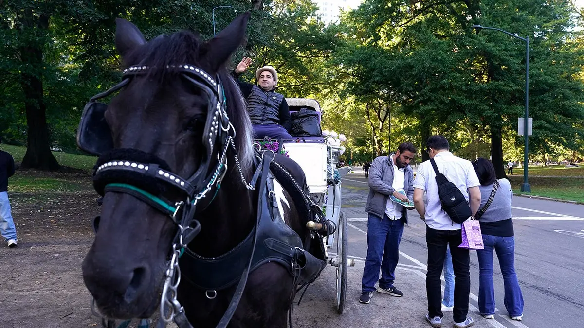 Horse Carriage NYC