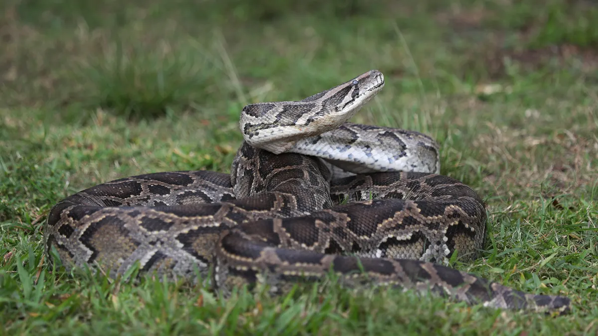 Python snake in the grass