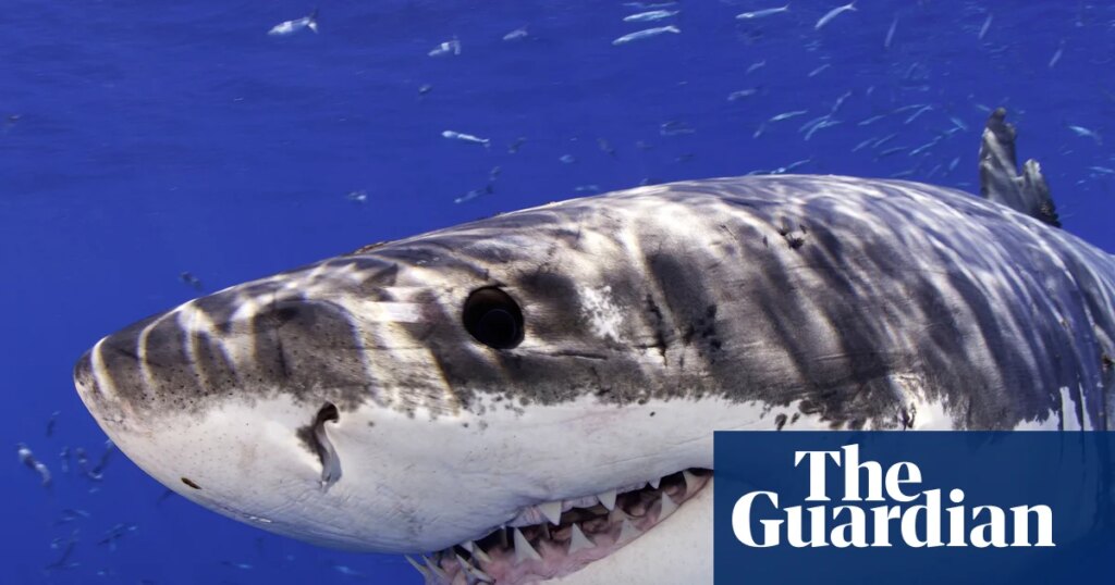 Great white shark leaps from water and photobombs California beachgoers | California